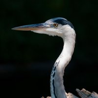 Profile Pic